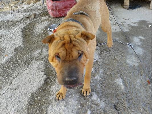shar pei